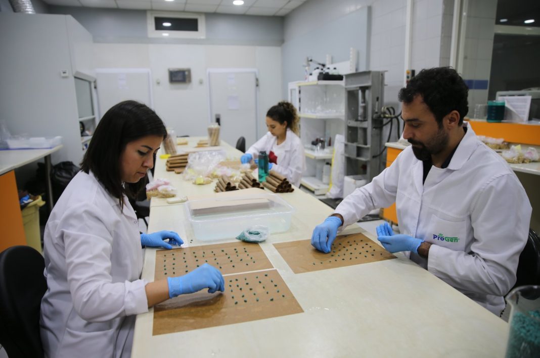 Staff work at a research and development facility for the local development of cotton seeds, in Hatay, southern Türkiye, Oct. 18, 2022. (AA PHOTO)