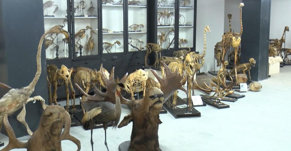 Türkiye’s first zoology museum to reopen