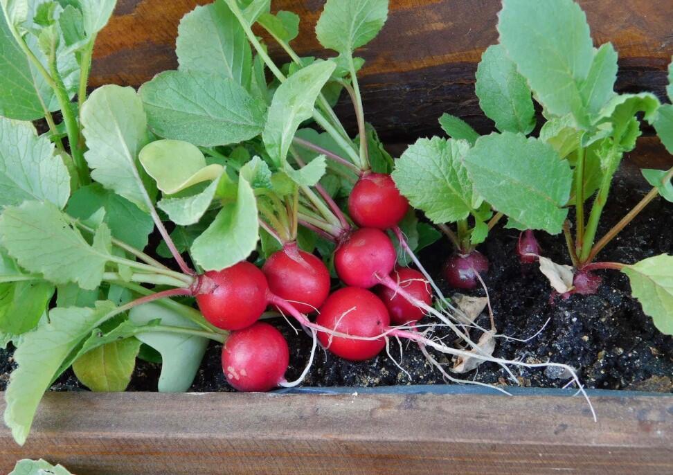 nyhetsvarsel-80x60-13 Fit as fiddle or healthy as radish