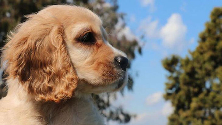 nyhetsvarsel-80x60-19 Pets abandoned to avoid fines as chipping time over