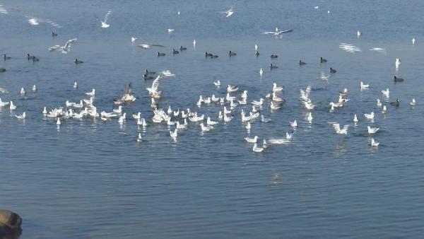 nyhetsvarsel-80x60-43 Monitoring project initiated to clean Lake Küçükçekmece