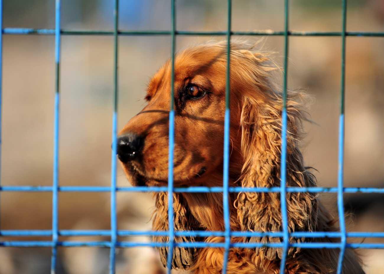 nyhetsvarsel-80x60-61 Turks showed most sensitivity to animal rights last year