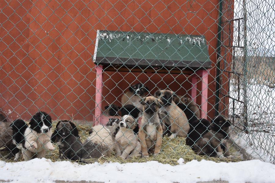 ‘Food Express’ sets off for animals in shelters in country’s east