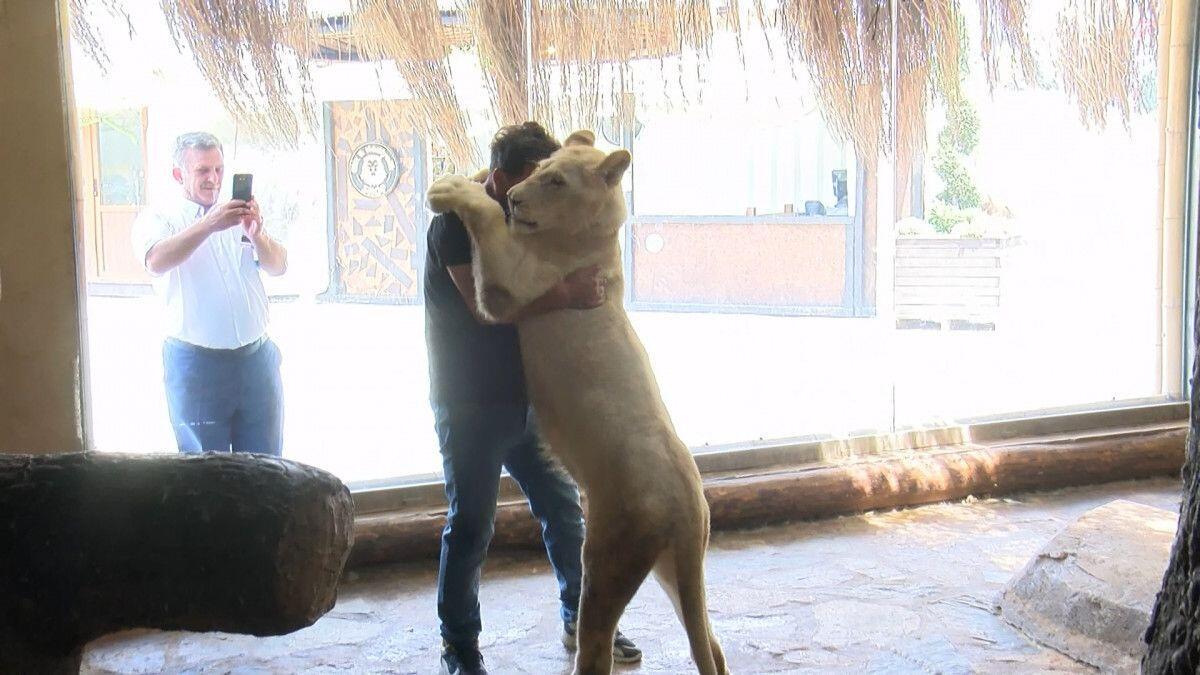 nyhetsvarsel-80x60-108 Vet adopts baby lion rejected by its mother