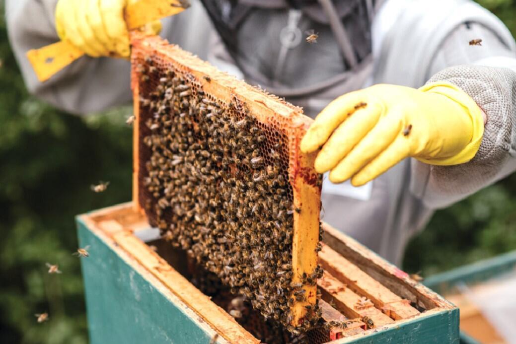 nyhetsvarsel-80x60-157 Ministry establishes 733 honey forests in 79 cities